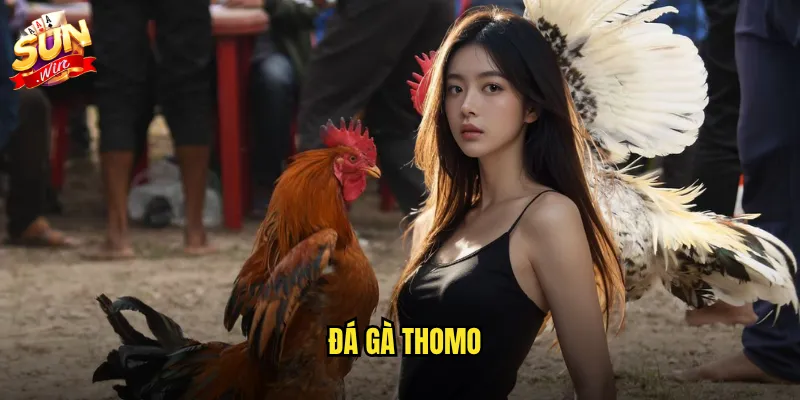 Đá gà thomo sunwin - Trường gà Campuchia nổi tiếng trực tiếp 24/7 4 đá gà thomo