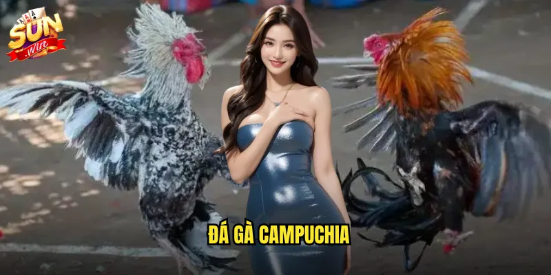 Đá gà campuchia sunwin - Trải nghiệm trường gà hàng đầu Đông Nam Á 5 đá gà campuchia