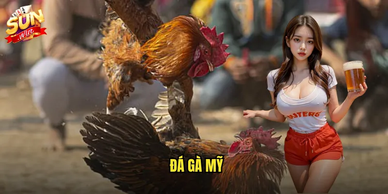 Đá gà mỹ sunwin - Phong cách Mỹ đậm chất võ thuật và chuyên nghiệp 3 Đá gà mỹ