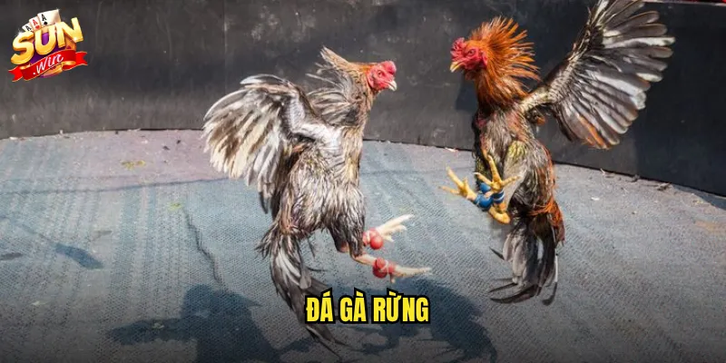Sunwin đá gà rừng - Trận chiến hoang dã với bản năng sinh tồn mãnh liệt 2 đá gà rừng